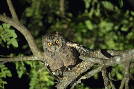 Mantanani Scops-Owl perched at night