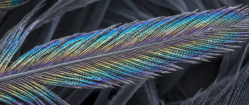 Microscopic close-up of colorful feather structure showing iridescent nano-scale patterns and barbules