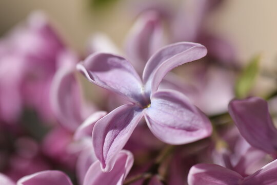 close up of a purple lilac flower on the sun light