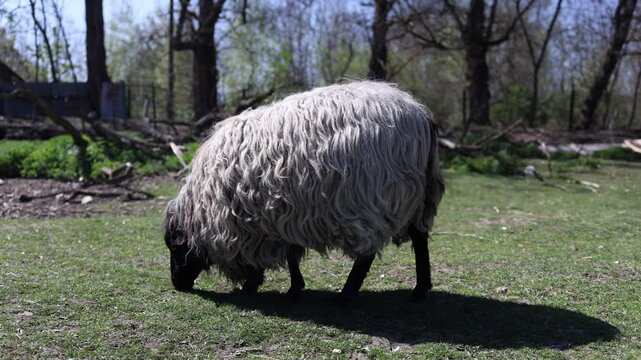 Sheep grazing on green grass in open farm field under bright sunlight natural rural scene with livestock feeding peaceful countryside life and organic farming atmosphere
