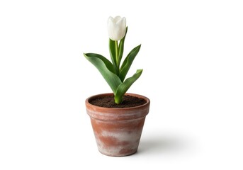 Fototapeta premium A single white tulip in a brown pot