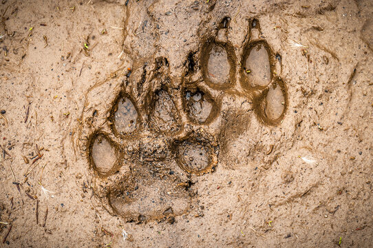 Wolf tracks on the wet ground