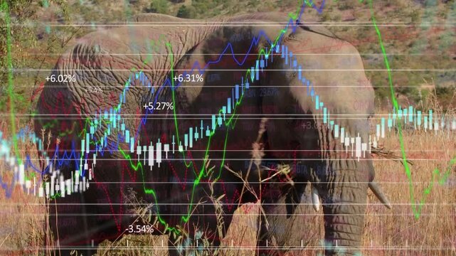 Elephant grazing while live data driving moving candles and lines rising then easing for finance