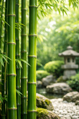 Fototapeta premium Lush bamboo stalks in serene japanese garden setting