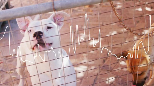 Off-frame presence causing white dog vocalizing and tan dog approaching fence, waveform rising
