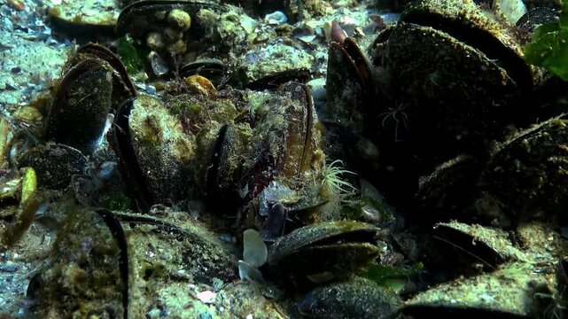 The seabed covered with Mediterranean mussels (Mytilus galloprovincialis). Small sea anemones, Diadumene lineata
