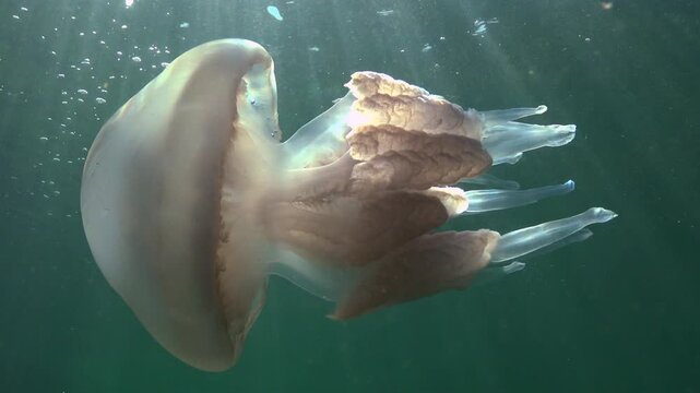 Large barrel jellyfish Rhizostoma pulmo (Rhizostomidae), sunlight highlights on oral arms in the blue water column, Black Sea.