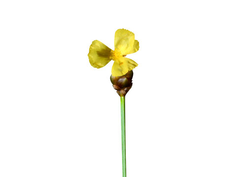 Xyris complanata or feathered yellow eye stem with flower isolated on a white background