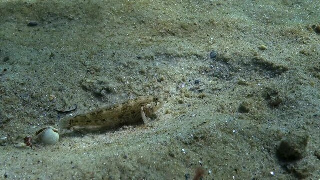 Sandy marine substrate; a female Neogobius niger -Gobius niger- foraging on the seabed