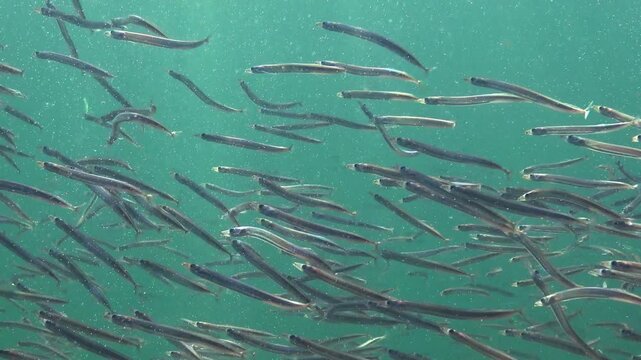 Large school of small fish, Mediterranean sand eel - Gymnammodytes cicerelus,  that can hide in the sand