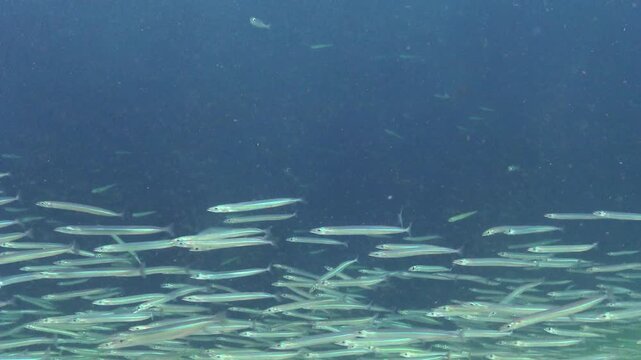Large school of small fish, Mediterranean sand eel - Gymnammodytes cicerelus,  that can hide in the sand