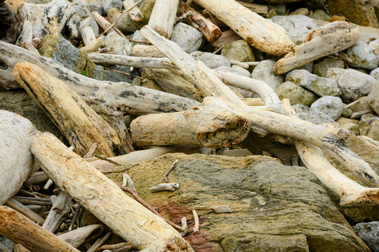 Driftwood on a sunny beach