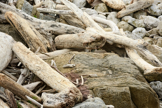 Driftwood on a sunny beach