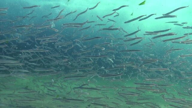 Large school of small fish, Mediterranean sand eel - Gymnammodytes cicerelus,  that can hide in the sand