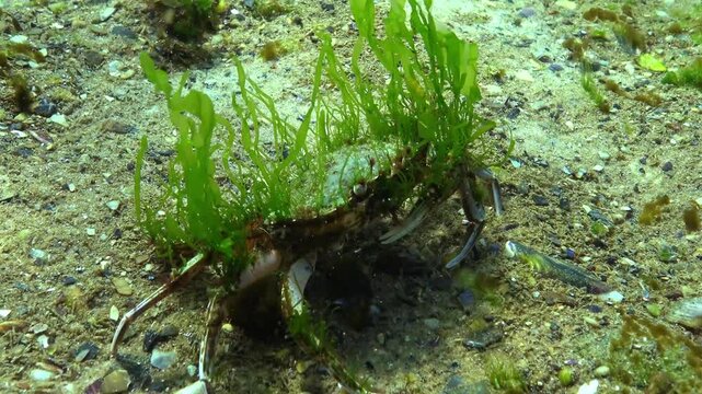 The swimming crab Macropipus holsatus overgrown with epiphytic algae runs across the sandy seabed