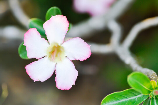 Desert rose, APOCYACEAE or Adenium obesum or Mock Azalea or Pink bignonia or Impala lily or white and pink flower
