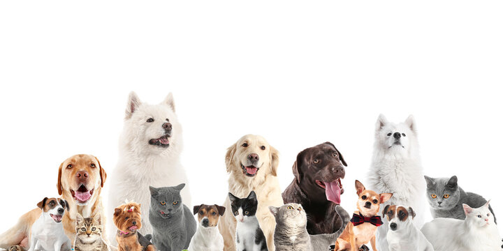 Many cute pets on white background