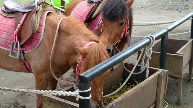 Two horses eating hay in stable feeding area
