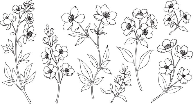 Black and white line of jasmine flower sprigs