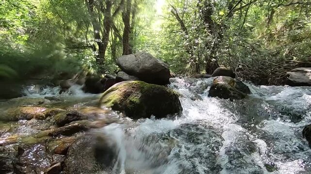 A low-angle shot moves smoothly upstream through a clear, beautiful forest river. The fresh water cascades rapidly over mossy rocks surrounded by lush green trees and filtered sunlight.