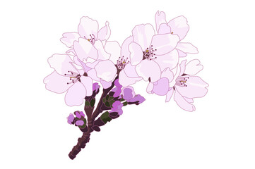Naklejka premium 桜の枝