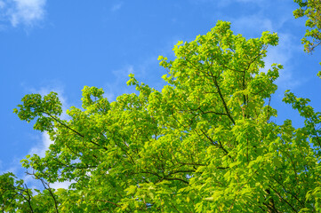 Fototapeta premium Bright green maple tree leaves against a clear blue sky with wispy clouds