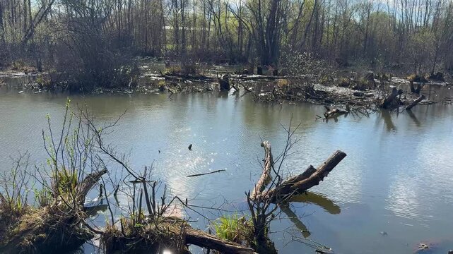 Flooded forest swamp with fallen tree trunks, spring sunlight and reflections in the water, wild marshy natural landscape