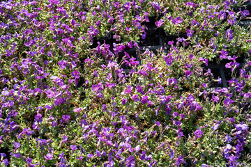 Obraz premium Many purple aubrieta flowers blooming in nursery pots