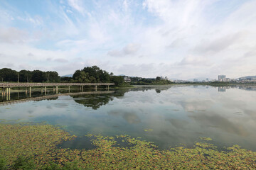 Fototapeta premium 수생식물,호수,산책로,다리,백운호수,학의동,의왕시,경기도