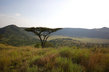 Fototapeta premium A lone acacia tree overlooks a vast African savannah valley with rolling hills and soft light. Ideal for travel, nature, and serenity themes with ample copy space.