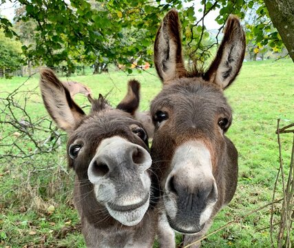 Two Curious Donkeys Looking at Camera in Green Pasture Field