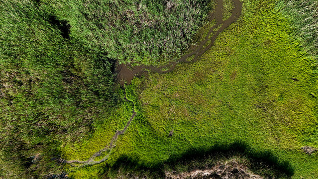 Top-down aerial drone view of a winding brown stream through a lush green marsh with reeds and grass. Natural wetland landscape.