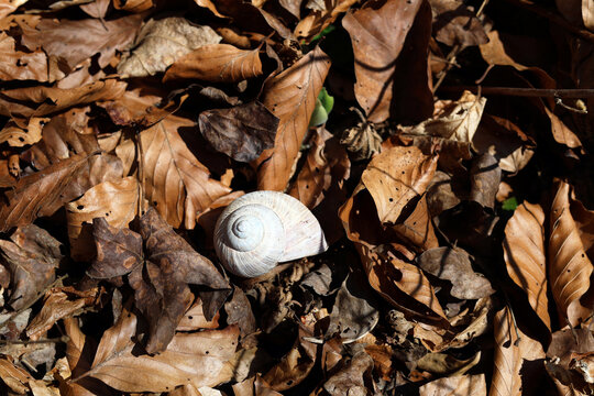 Empty snail shell in nature.