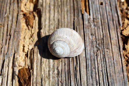 Empty snail shell in nature.