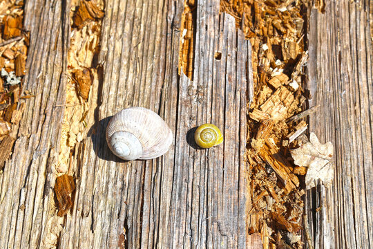 Empty snail shell in nature.