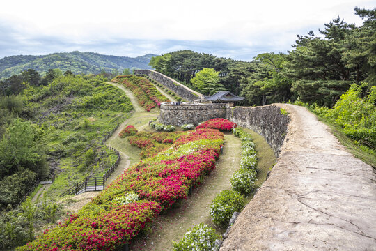 철쭉,산책로,성벽,성곽,소나무,고창읍성,고창군,전북