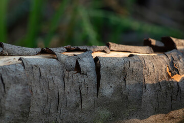 Fototapeta premium Close-up of dry bark peeling horizontally along a tree trunk, creating a unique and rugged natural texture under the sun
