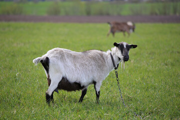 Obraz premium A goat on a chain, wearing a collar, is standing in a green meadow.
