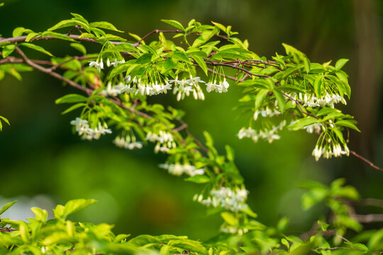 Moke or water jasmine or Wrightia religiosa flower.