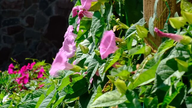 Bindweed, Convolvulus, A close-up green background of a wall of lush green foliage, blowing wind. Bushes Green fence. Beauty in nature. Atmospheric mood