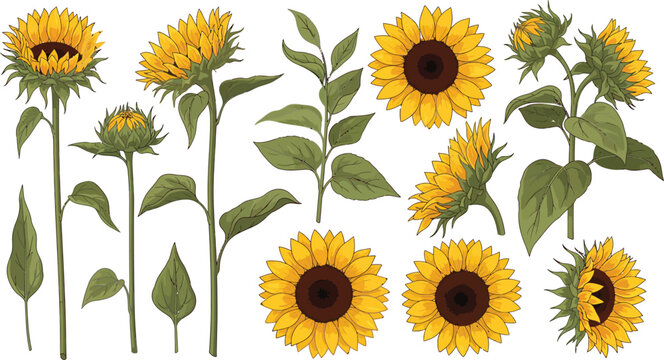A collection of sunflowers in various stages of growth and bloom on white background with green leaves and stems