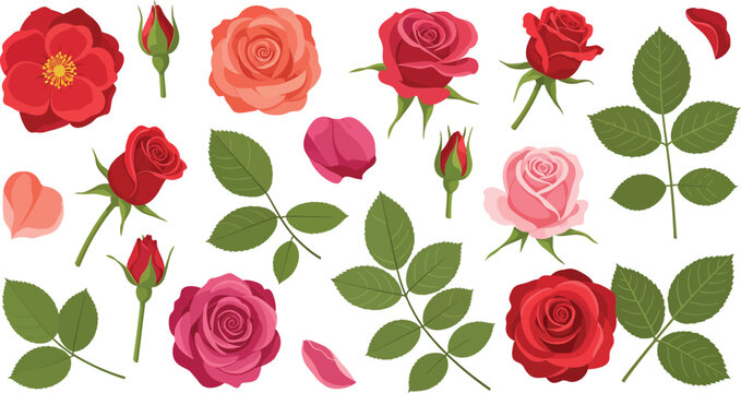 A collection of various roses and rosebuds in different shades of red and pink with green leaves on white background