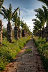 Fototapeta premium palm trees in the park