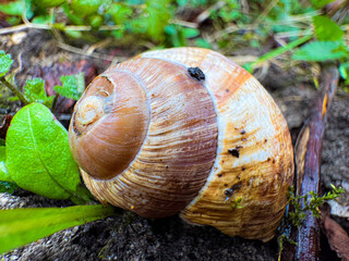 Old snail shell resting in wet green grass after rain. Close-up macro nature scene showing delicate details of shell texture and fresh dew-covered vegetation. © Vaidile