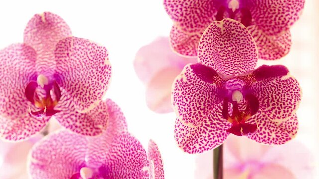 Phalaenopsis I-Hsin Sesame Orchid close up camera slide and zoom.  Commonly called a moth orchid, this popular houseplant is known for its small spotted pink patterning. 