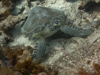 Fototapeta premium Green Turtle