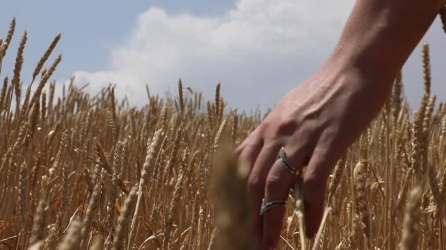 A woman's hand gently touches and strokes the ripe golden ears of wheat in a vast field on a sunny summer day right before the harvest season begins.


