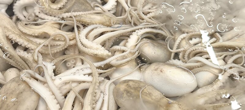 Fresh squid at the seafood shop.