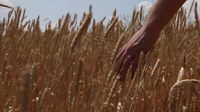 A woman's hand gently touches and strokes the ripe golden ears of wheat in a vast field on a sunny summer day right before the harvest season begins.

