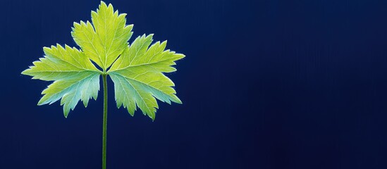 Single green leaf on dark blue background, nature, plant, growth